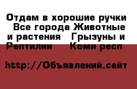 Отдам в хорошие ручки - Все города Животные и растения » Грызуны и Рептилии   . Коми респ.